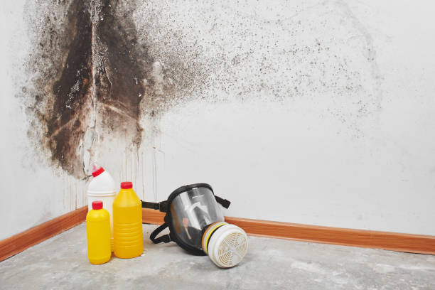 Best Mold Remediation Experts  in Eerlin, ND