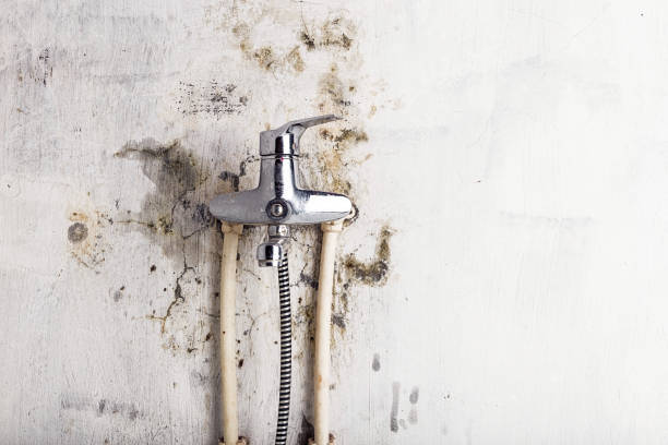 Best Mold Removal Near Me  in Eerlin, ND