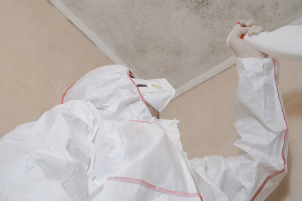 Best Fast Mold Removal  in Eerlin, ND