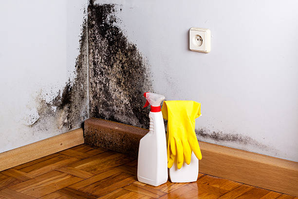 Mold Removal and Inspection in Enderlin, ND