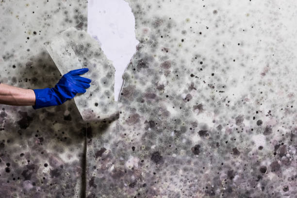 Best Mold Remediation Services  in Eerlin, ND